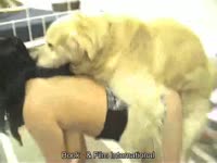 [ Beastiality Porn Video ] Hairy mutt climbs on a girl's back